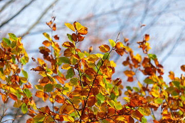 autumn,  colorful fall, colorful beech leafs, Fagus sylvatica