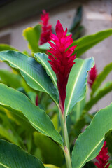 Red Ginger, flower close-up

