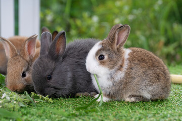 Adorable baby rabbit bunny eating fresh timothy grass sitting on green grass over bokeh nature background. Infant rabbit brown white hare eat fresh grass on lawn on green. Easter bunny animal concept.