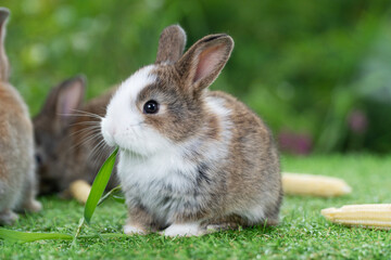 Adorable baby rabbit bunny eating fresh timothy grass sitting on green grass over bokeh nature background. Infant rabbit brown white hare eat fresh grass on lawn on green. Easter bunny animal concept. - Powered by Adobe