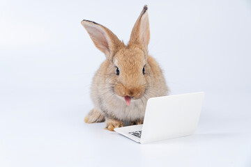 Adorable baby rabbit furry bunny looking at laptop learn something sitting over isolated white background. Little ears infant bunny brown rabbit learning work laptop.Easter animal education technology