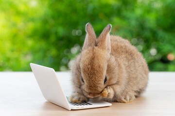 Newborn tiny rabbit furry bunny small laptop online sitting on bokeh green background. Lovely baby rabbit cleaning body sitting with laptop on wooden natural background. Easter fluffy pet technology.