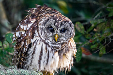 A barred Owl with fluffed up feathers