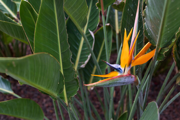 Strelitzia, bird of paradise flower