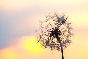 dandelion on the background of the setting sun. Nature and floral botany - Powered by Adobe
