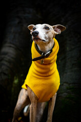 Dog Portrait Series