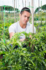 Man gardener with bamboo stick working with seedlings. High quality photo