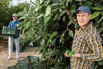 Positive busy young man farmer in plaid shirt gathering, harvesting fresh avocados in orchard in...