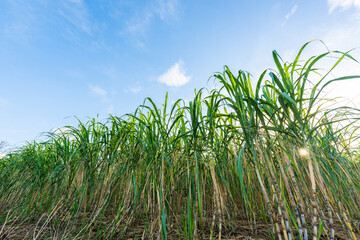 Sugarcane field in Miyakojima, Japan