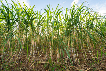 Sugarcane field in Miyakojima, Japan