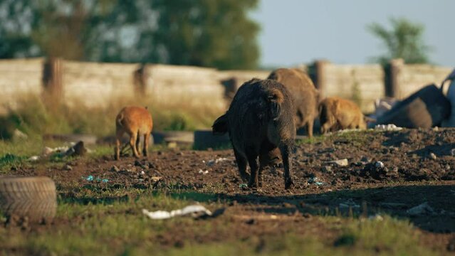 Mangalica pigs on the landfill, back view, rare hungarian breed of a pig. High quality 4k footage