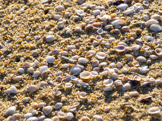 貝殻の多い砂浜。
