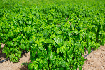 Obraz premium Drip irrigation of basil plants on a farm field