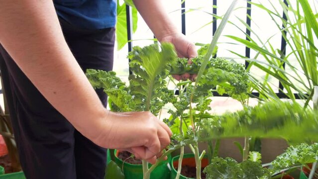 Person harvesting organic curly kale leaves