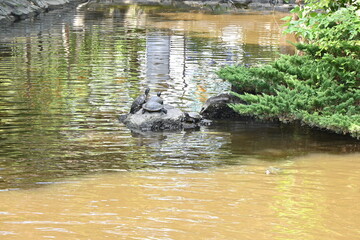 'Trachemys scripta elegans' drying their shells on stones in the pond. This turtle has red behind its eyes and yellow stripes running from its face to its neck.