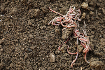 Many earthworms on wet soil, above view. Space for text