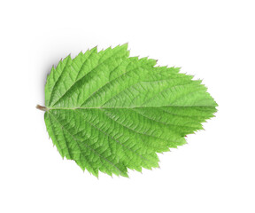 One fresh blackberry leaf isolated on white, top view