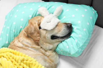 Cute Labrador Retriever with sleep mask resting on pillow in bed