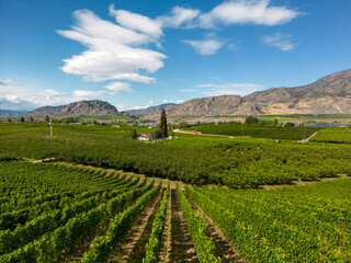 Fototapeta na wymiar Okanagan Valley British Columbia Winery Vineyard Landscape