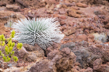 Haleakala Silversword plant, Hawai'i
