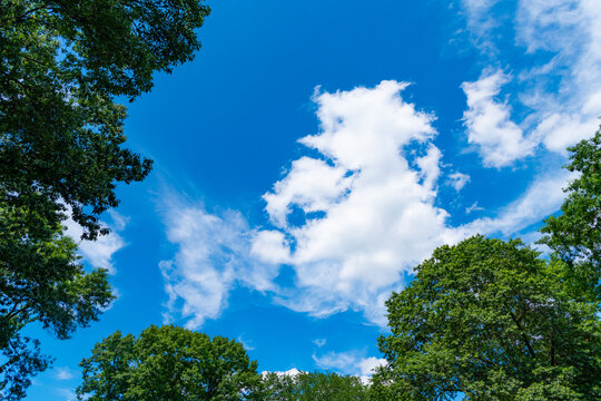 green trees and a cloudy blue sky. view from below. tall trees framing a cloudy blue sky. copy space. Fresh green trees and blue sky and clouds. Bottom view. beautiful blue sky and green trees