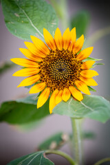 portrait on a lovely sunflower