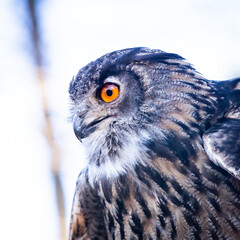 Mature eurasian Eagle Owl's orange eye glowing in sunlight