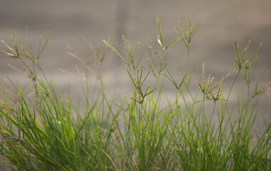Green grass in the morning sunlight. Natural background. Shallow depth of field.