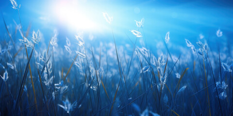 Fototapeta na wymiar Wild grasses in the blue light