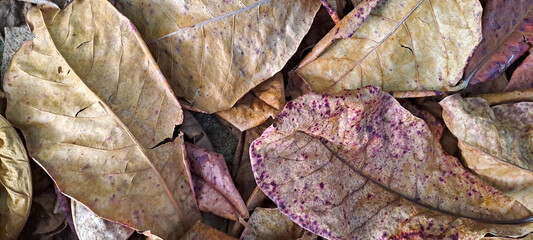 dry leaves from scattered teak trees