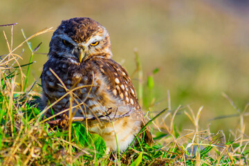 owl in the grass