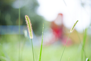 夏の公園のネコジャラシの風景
