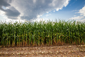 Wisconsin cornfield at the start of the harvest in September
