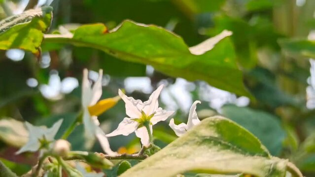 white magnolia flower