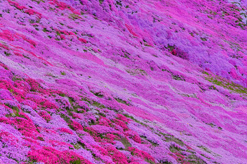 東藻琴芝桜公園