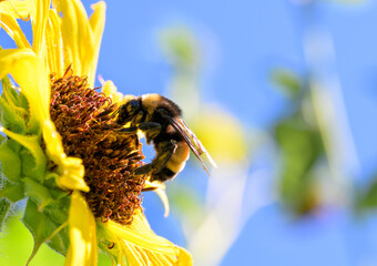 Closeup of a Bumble Bee pollinating a Sunflower, with copy space - 650941391