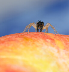 Black, tufted morph of Dimorphic jumper sitting on top of an apple, with light blue background - 650941394