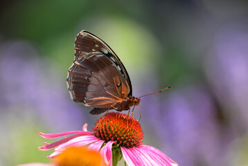 Female Diana Fritillary butterfly pollinating a Purple Coneflower in spring garden - 650941512