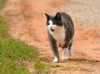 Blue and white tuxedo cat walking on a dirt road towards viewer with her mouth open - 650941513