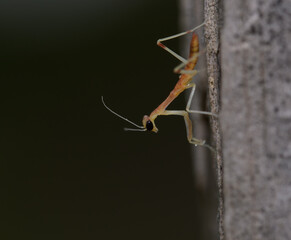 Just hatched, tiny, nymph Carolina mantid on a wooden post - 650941523