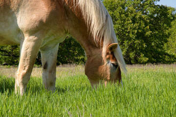 Belgian draft horse in knee deep grass in spring, eating away - 650941549