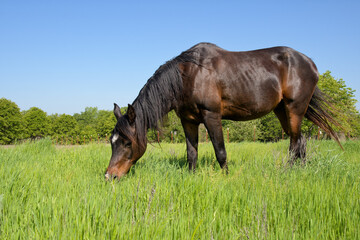 Cute dark bay Arabian horse eating in lush green spring pasture - 650941551