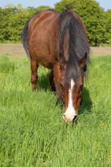 Old Arabian horse grazing in knee deep grass in spring - 650941561