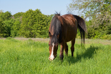 Old red bay Arabian horse happily eating lush green grass in spring - 650941563