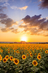 夕日と向日葵畑　柳川ひまわり園　福岡県柳川市　Sunset and sunflower field. Yanagawa Sunflower Garden. Fukuoka Pref, Yanagawa City.　　