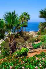 Fototapeta na wymiar Tropical garden with palm trees and pacific ocean at Laguna Beach California