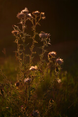 Late Summer Thistles