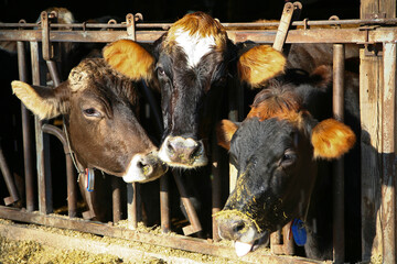 Cow Trio at Dinner Time