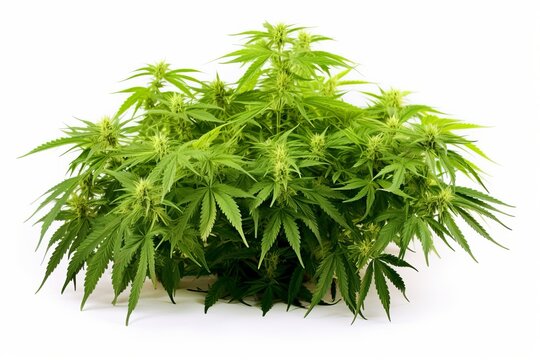 A marijuana plant in a pot isolated on a white background, medicinal pot, legal marijuana for health benefits. Generative AI
