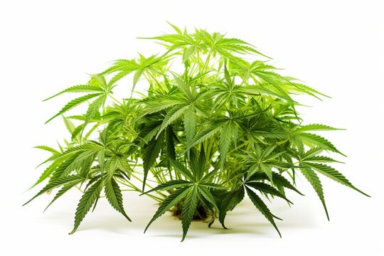A marijuana plant in a pot isolated on a white background, medicinal pot, legal marijuana for health benefits. Generative AI
